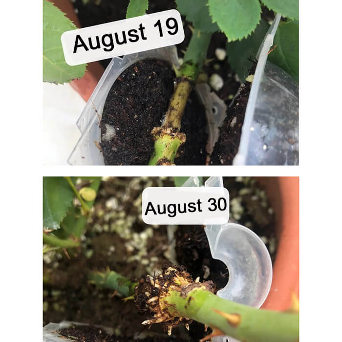 Reusable Air Layering Propagation Balls-xinru