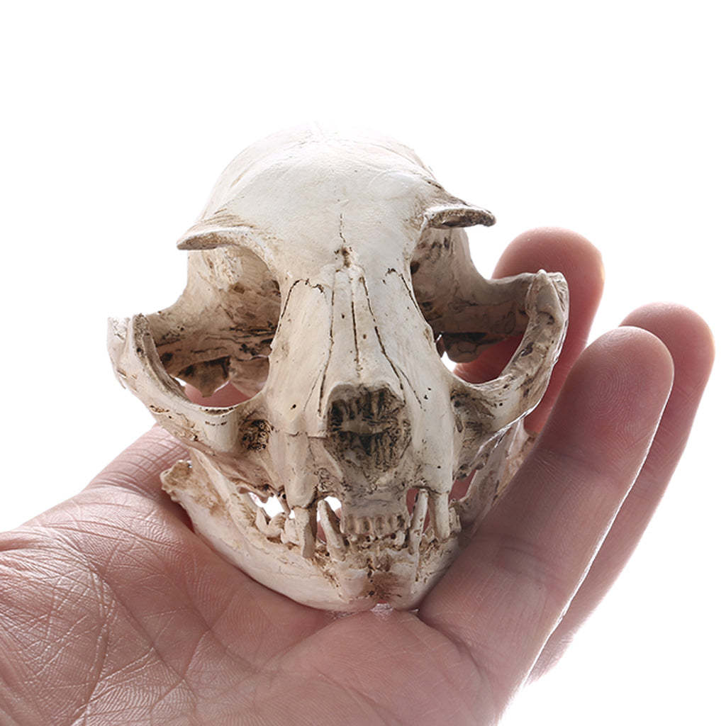 Realistic Cat Skull Resin Teaching Skeleton Model Aquarium Prop Deco-xinru