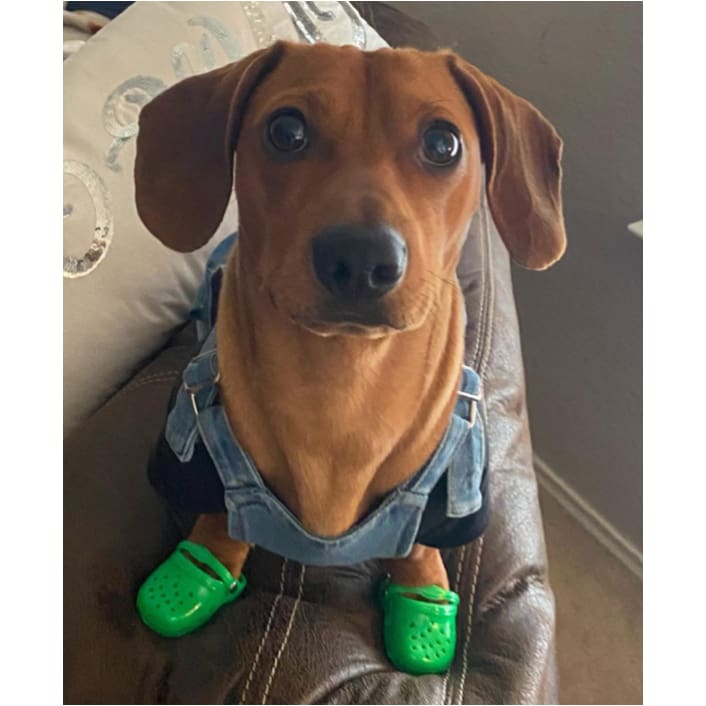 Rubber Dog Crocs-xinru shop