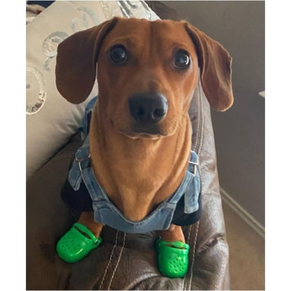 Rubber Dog Crocs-xinru shop