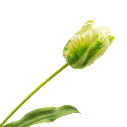 White and Green Parrot Tulip Bud 22.5"-xinru shop