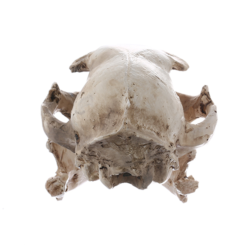 Realistic Cat Skull, Resin Skeleton Head Scale Model Decorations, 6.5 x 6.5 x 9cm