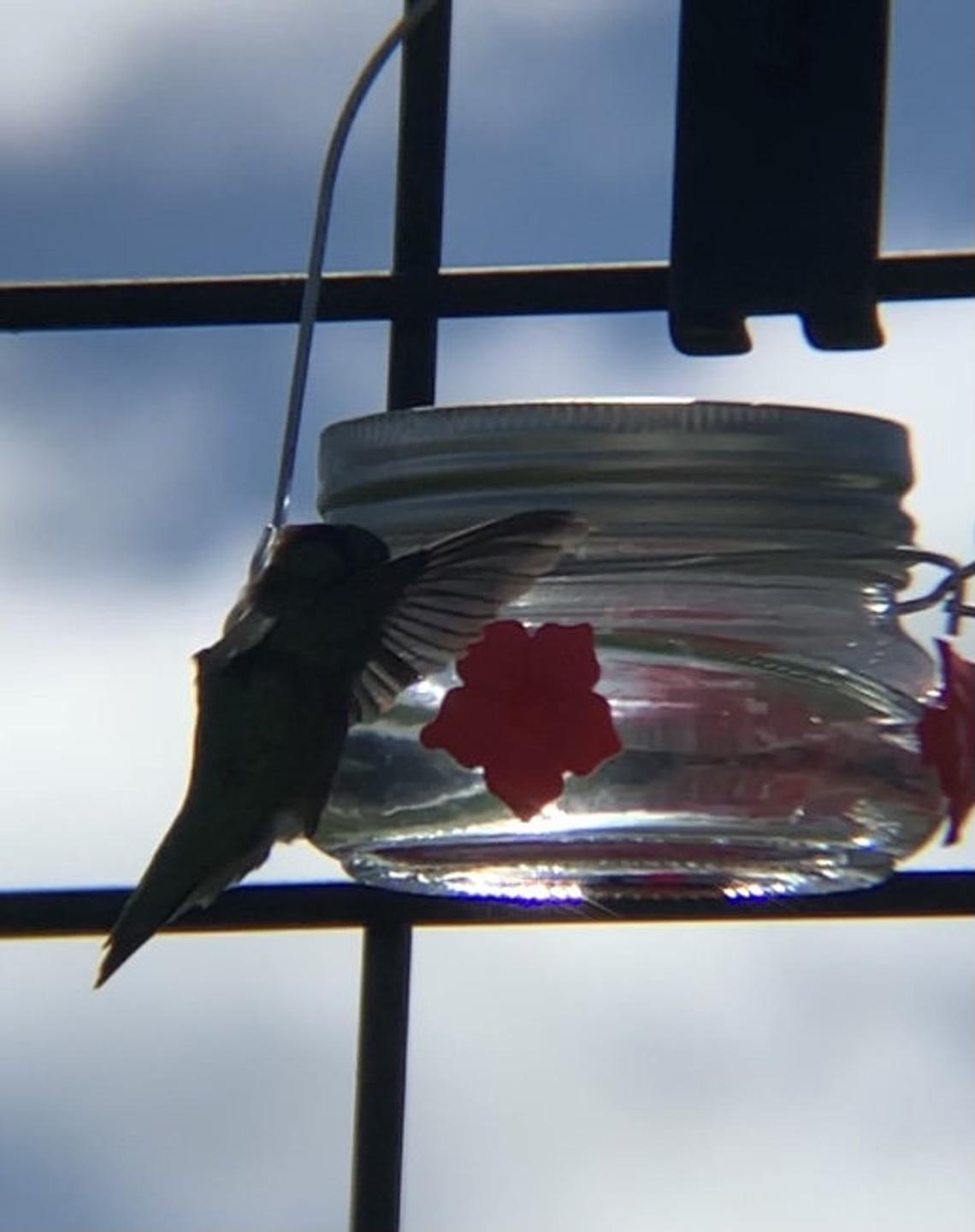 Clear Mason Jar Hummingbird Feeder with Three Ports-xinru