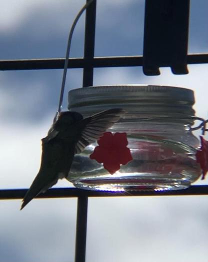 Clear Mason Jar Hummingbird Feeder with Three Ports-xinru