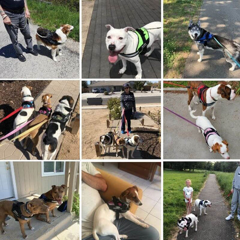 pawharness happy customers