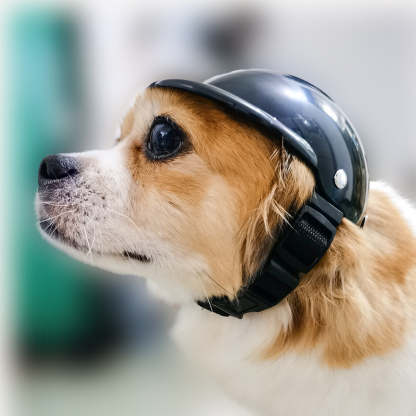 Pet helmet-xinru shop