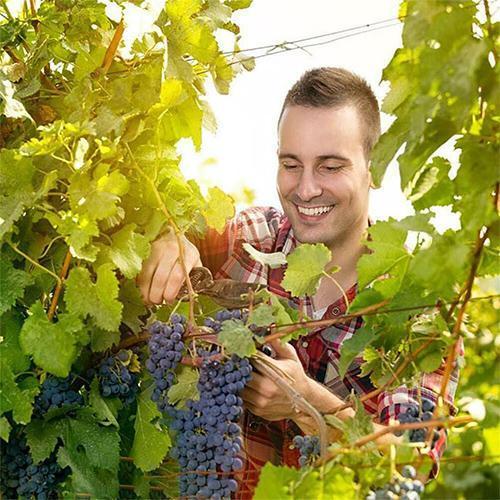 Picking Canvas Bag Fruit Picking Bag Horticulture Tool-xinru