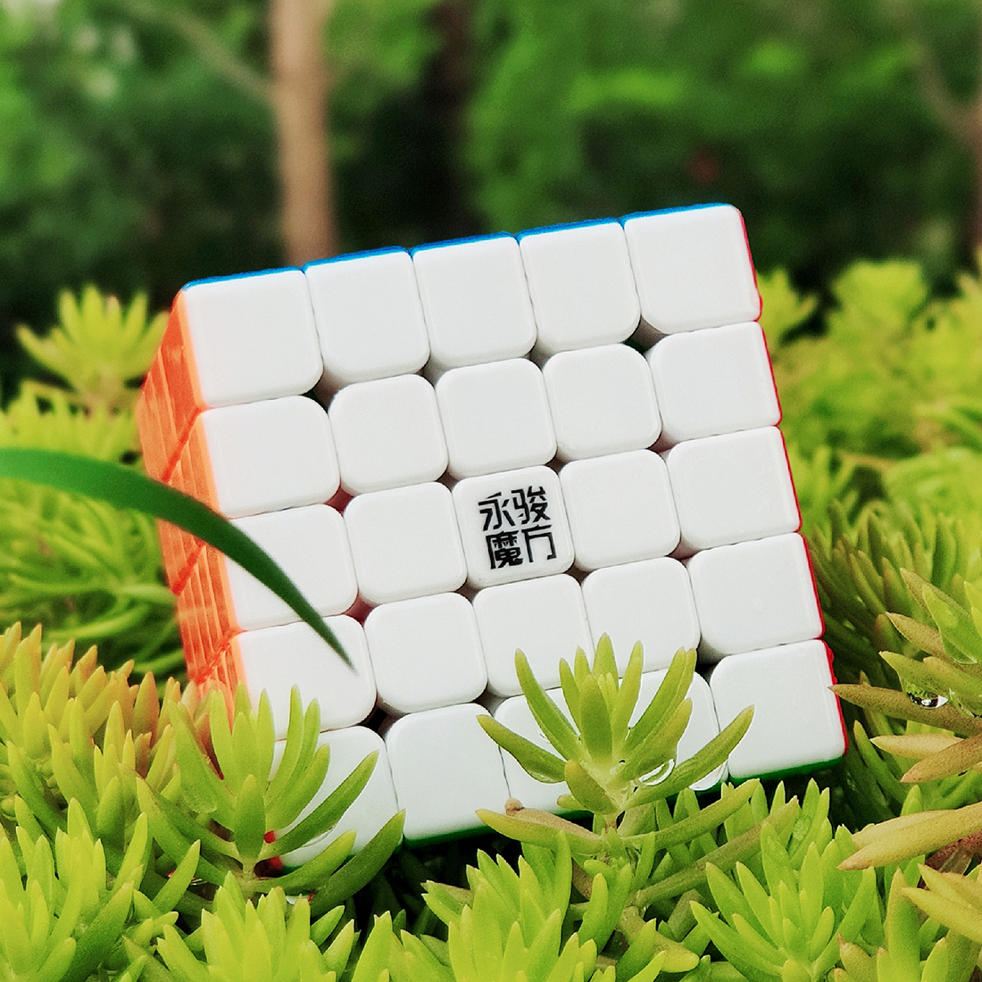 YJ ZhiLong Mini 5x5 M-xinru shop