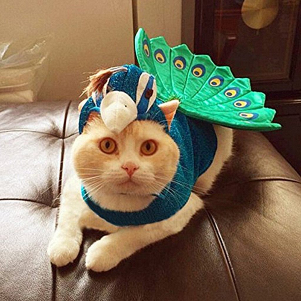 Animal Planet Peacock Dog Costume | Best Small Dog Costume-xinru