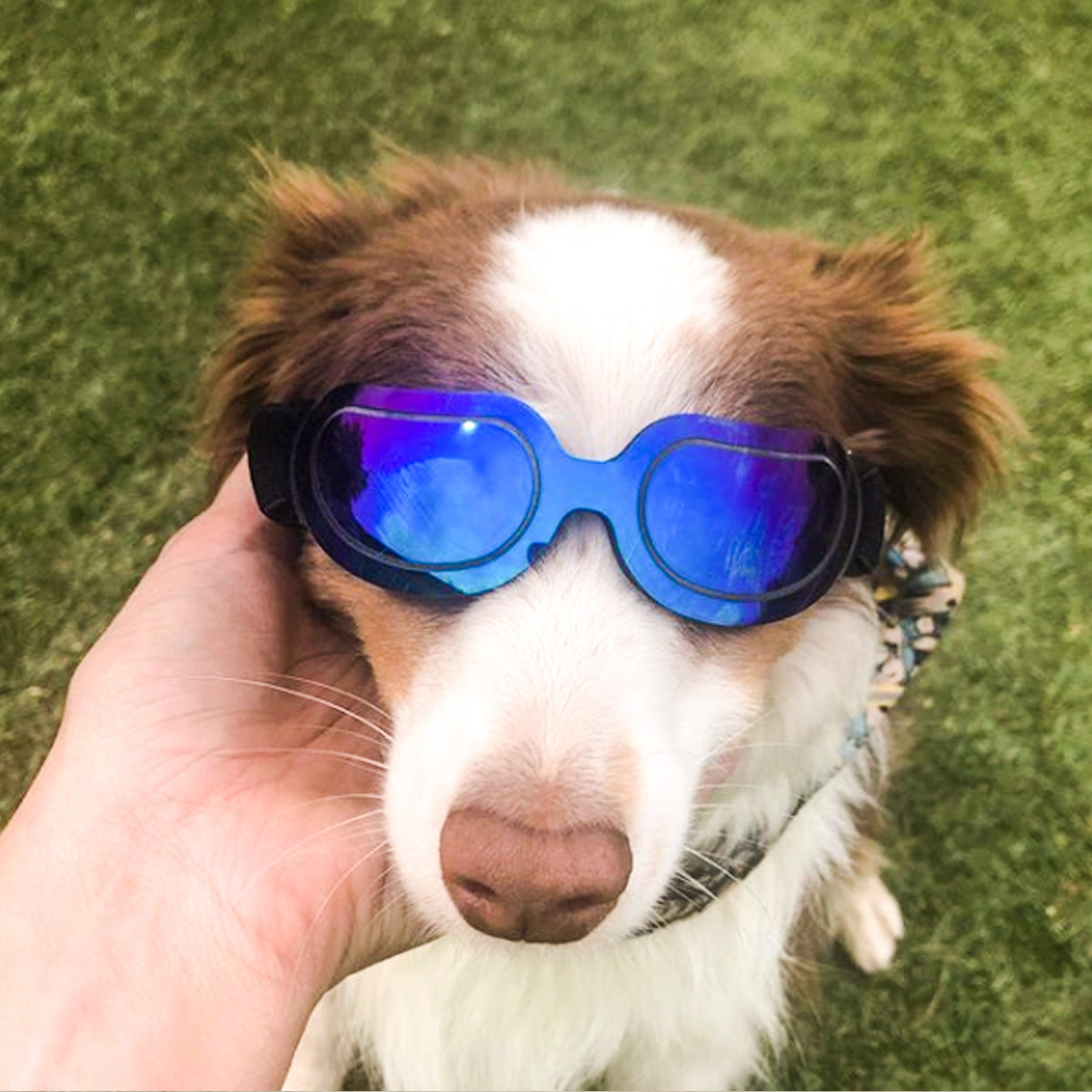 Colorful Pet Sunglasses-xinru shop
