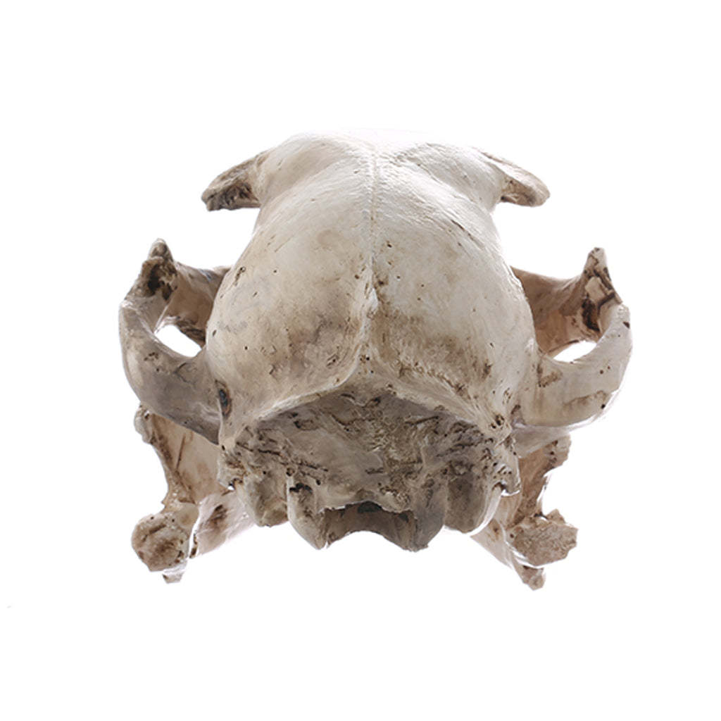 Realistic Cat Skull Resin Teaching Skeleton Model Aquarium Prop Deco-xinru