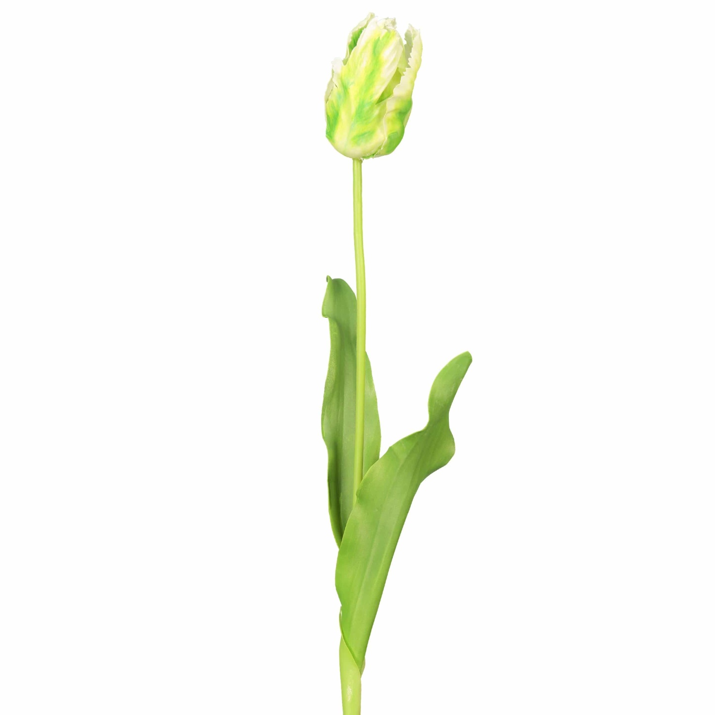 White and Green Parrot Tulip Bud 22.5"-xinru shop
