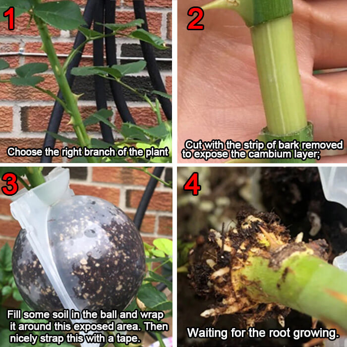 Reusable Air Layering Propagation Balls-xinru