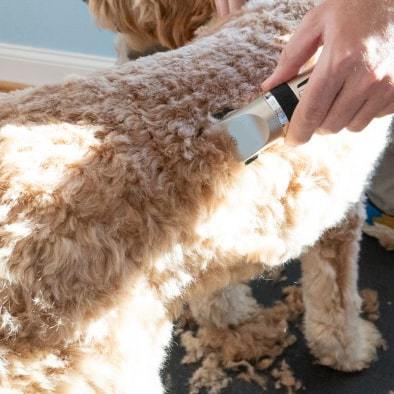 Cordless Electric Pet Cat Dog Hair Trimmer Grooming Kit-xinru