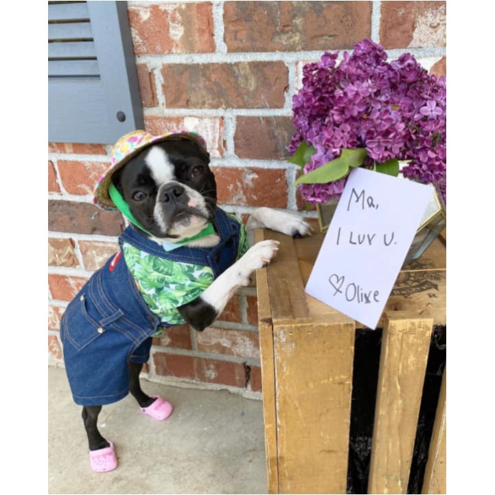 Rubber Dog Crocs-xinru shop