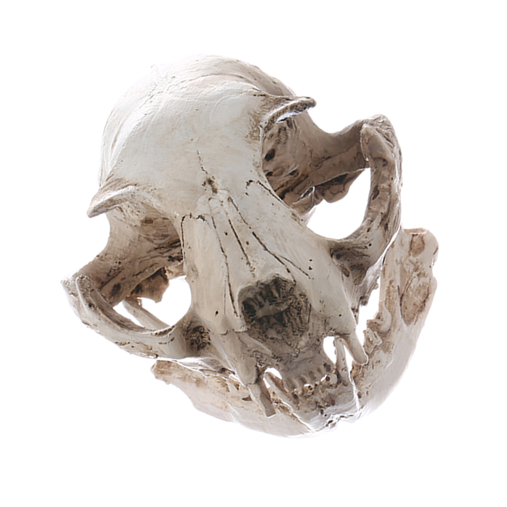 Realistic Cat Skull, Resin Skeleton Head Scale Model Decorations, 6.5 x 6.5 x 9cm