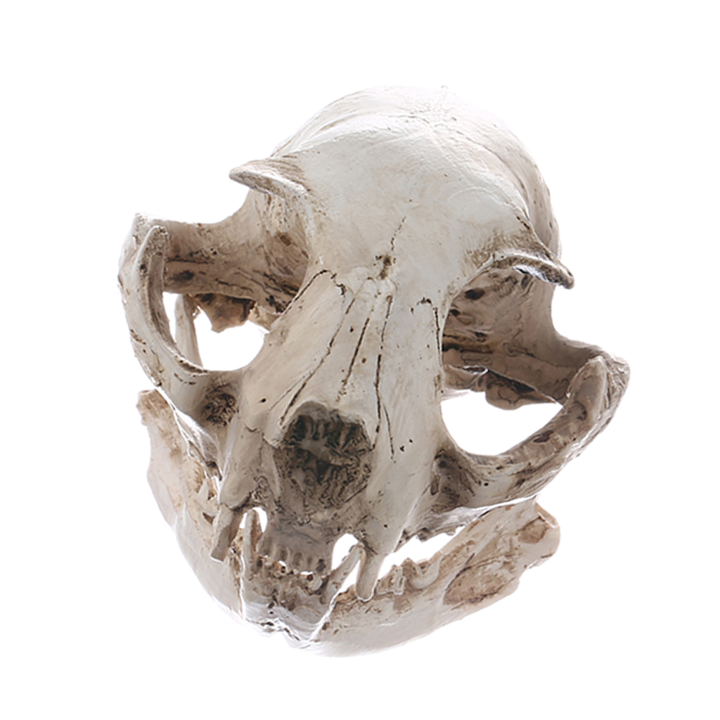 Realistic Cat Skull, Resin Skeleton Head Scale Model Decorations, 6.5 x 6.5 x 9cm