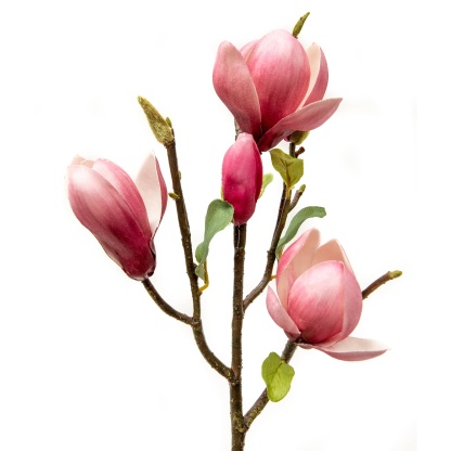 Fuschia Magnolia Tulip 20"-xinru shop