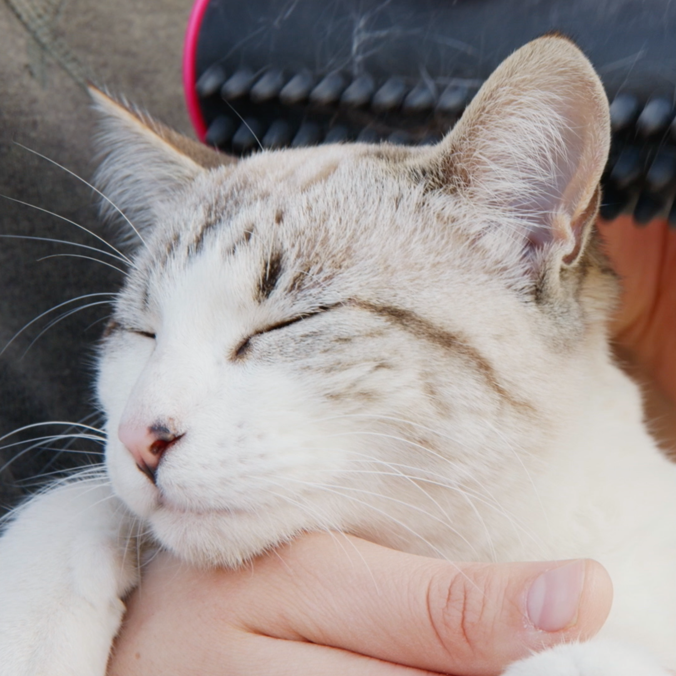 Pet Dog 3-in-1 Undercoat And Hair Removal Brush-xinru