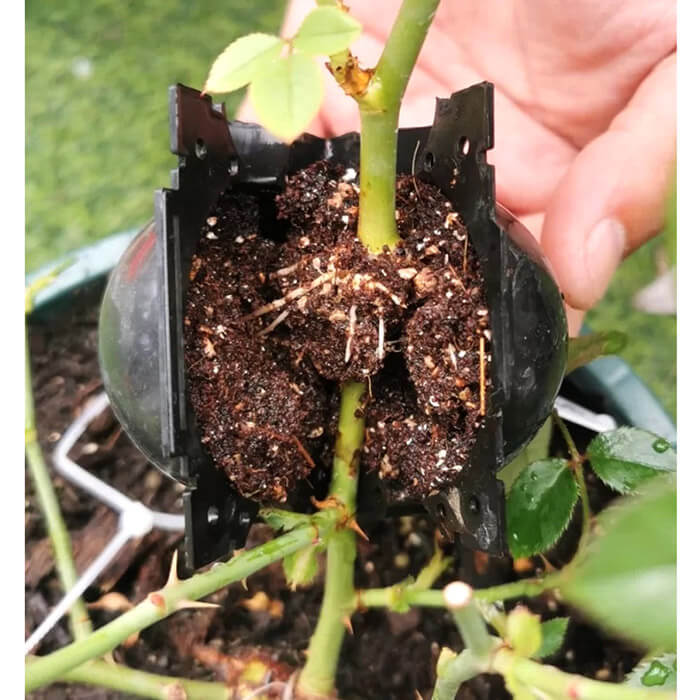 Reusable Air Layering Propagation Balls-xinru