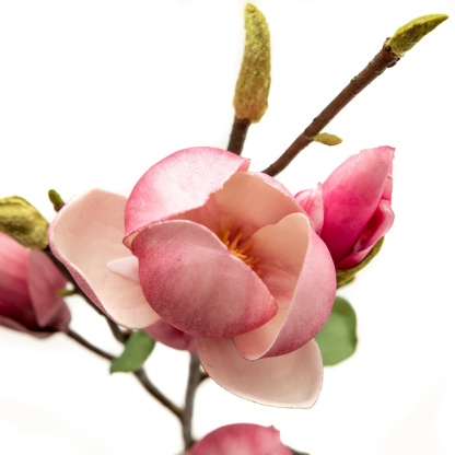 Fuschia Magnolia Tulip 20"-xinru shop