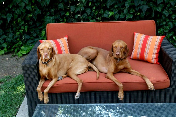 How To Protect Outdoor Furniture From Kids And Pets?