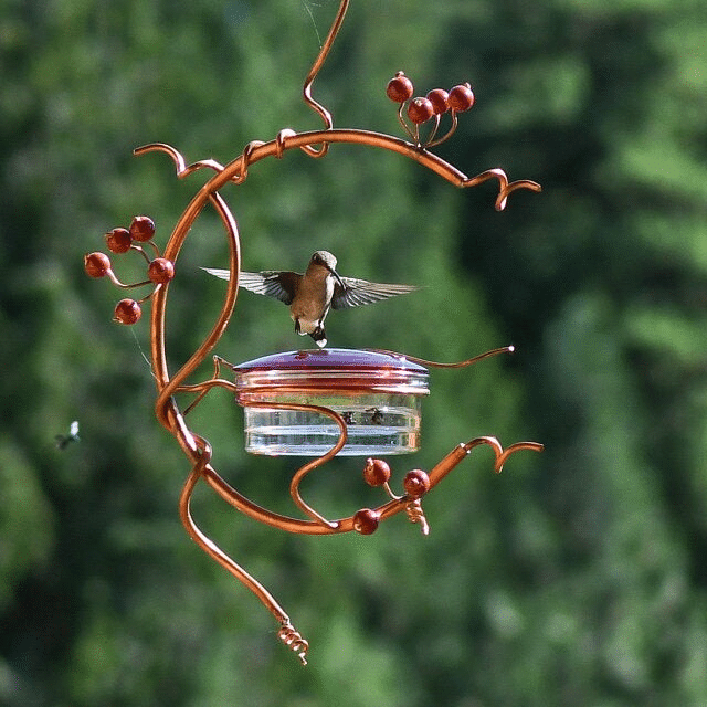 Red Berries Hummingbird Feeder, copper hummingbird swing