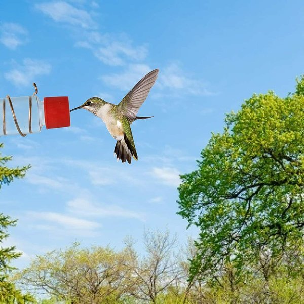 Suction cup bird feeder🐦