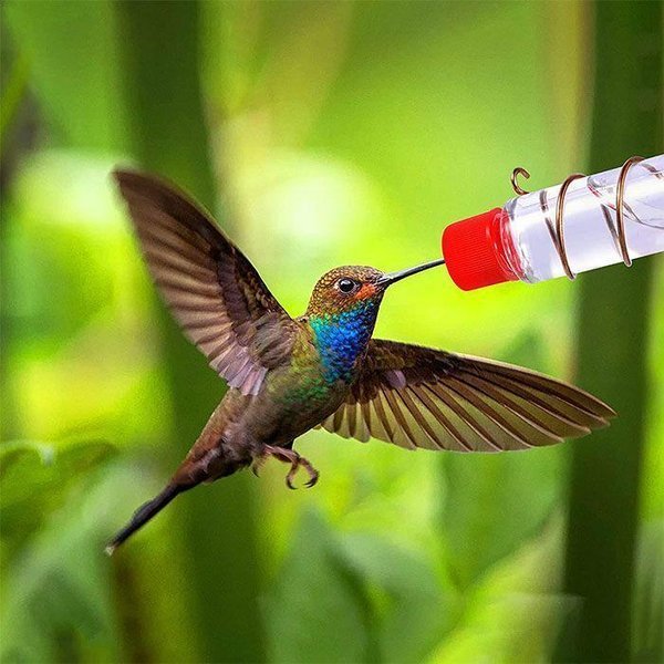 Suction cup bird feeder🐦