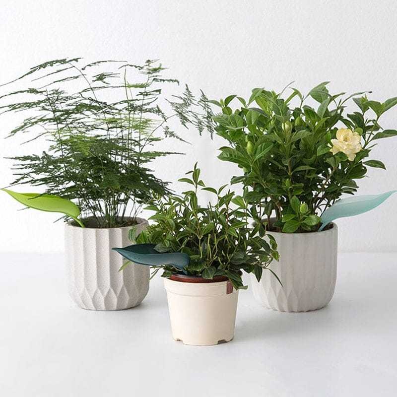 Funny Watering Leaves-Buy More Save More-EchoDecor