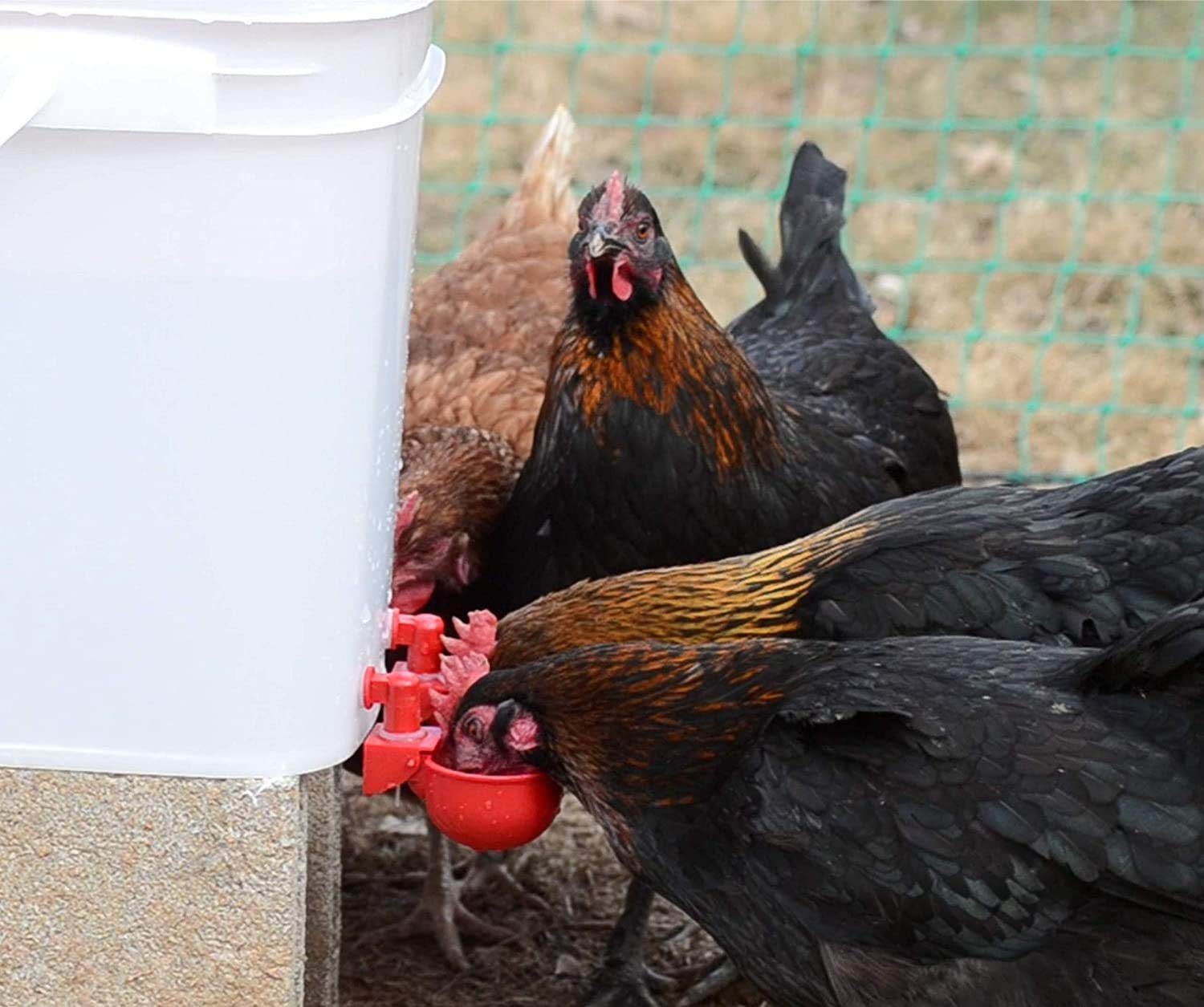 Automatic Chicken Water Cup Bird Coop-EchoDecor