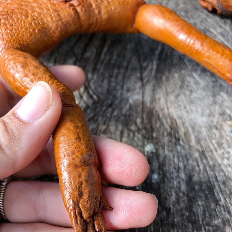 Sugar Cane Toad Full-body Coin Purse