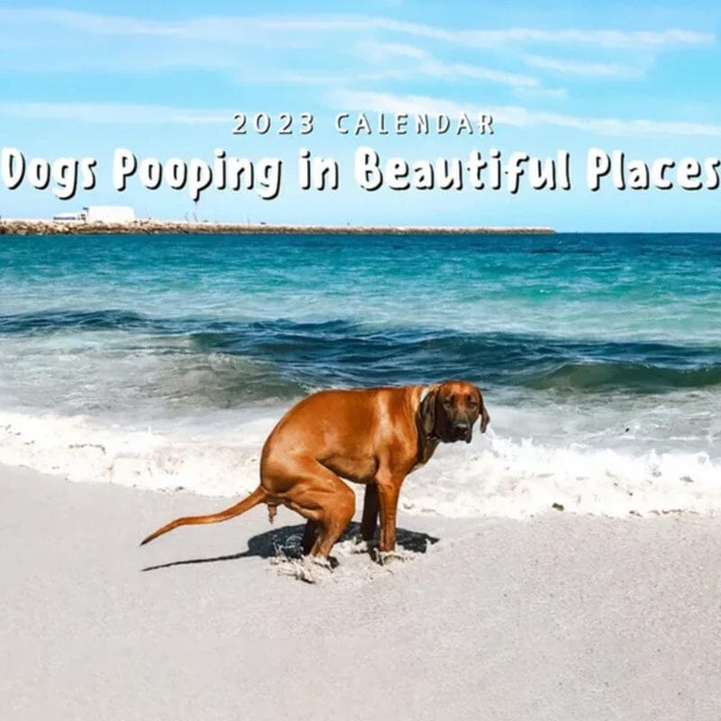 Funny Calendar Gift - 💩🐶 Dogs Pooping In Beautiful Places 2023 Calendar