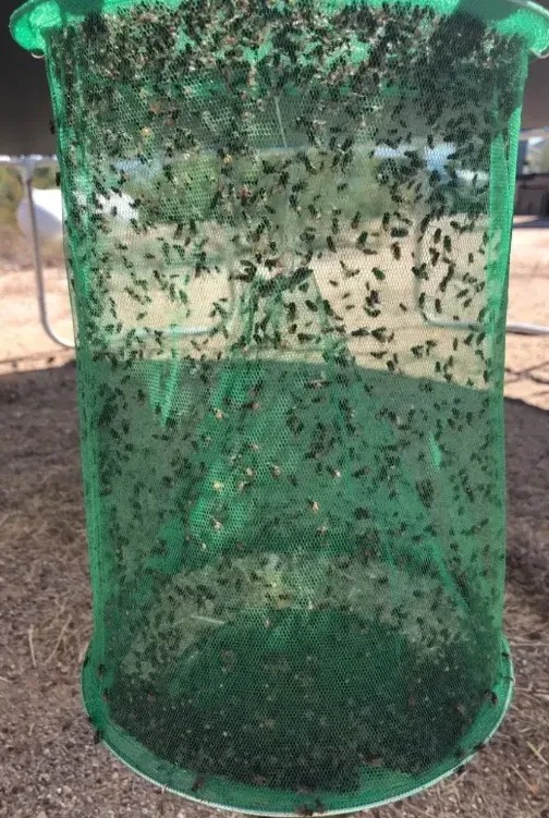 FAST FLY CATCHER™ - 100% NON TOXIC - REUSABLE-EchoDecor