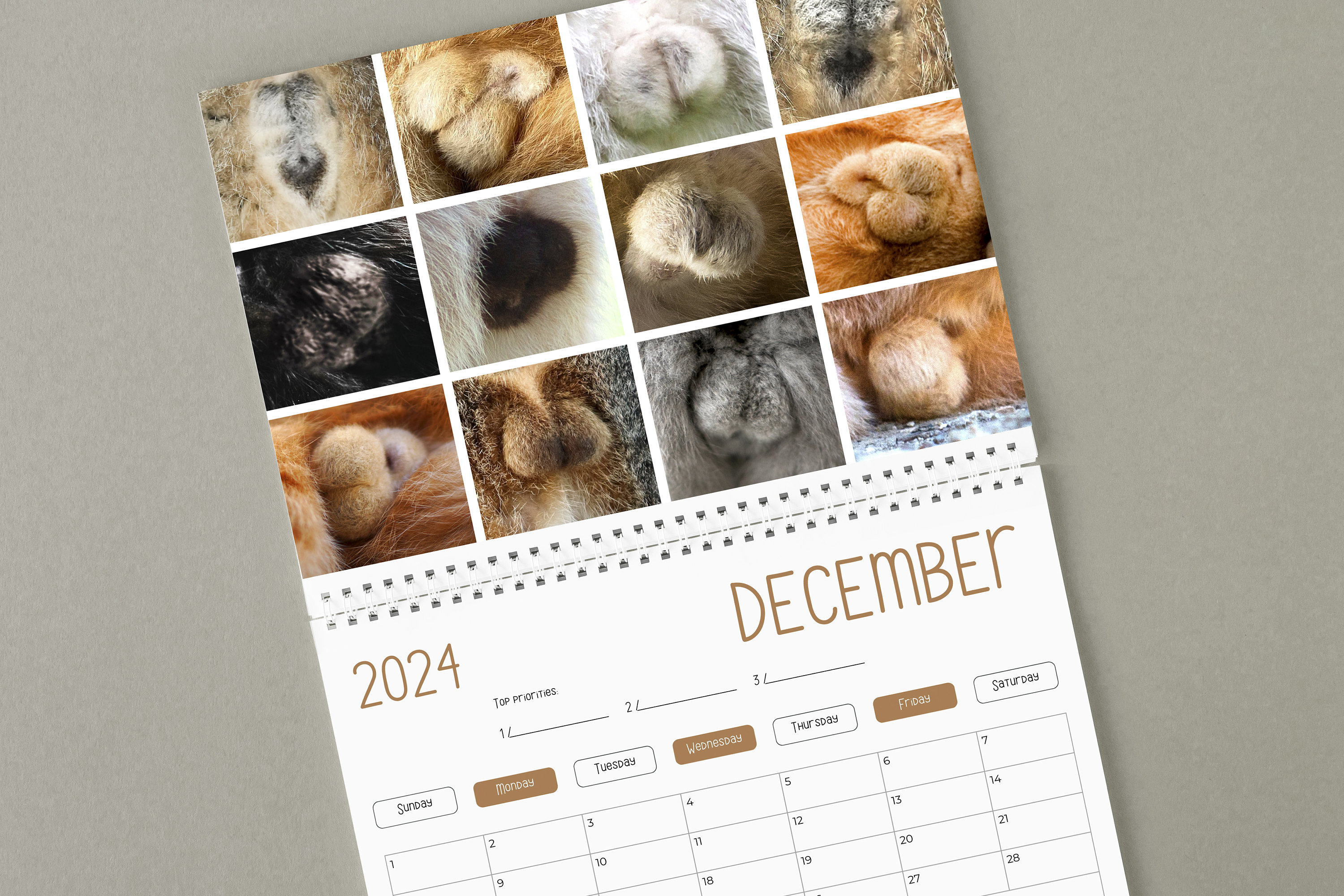 🤣Funny Cat Calendar 2024