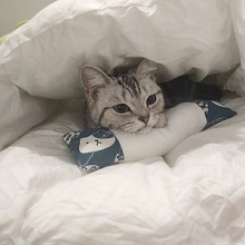 🎉Big Sale -40% OFF🎉Japanese 'Futon' Style Cat Bed