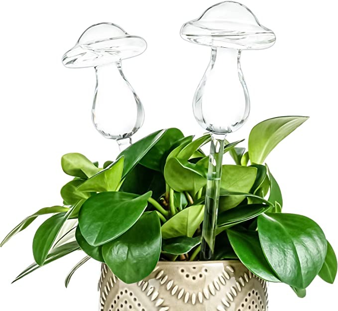 🌻Watering Plant Glass Bulbs
