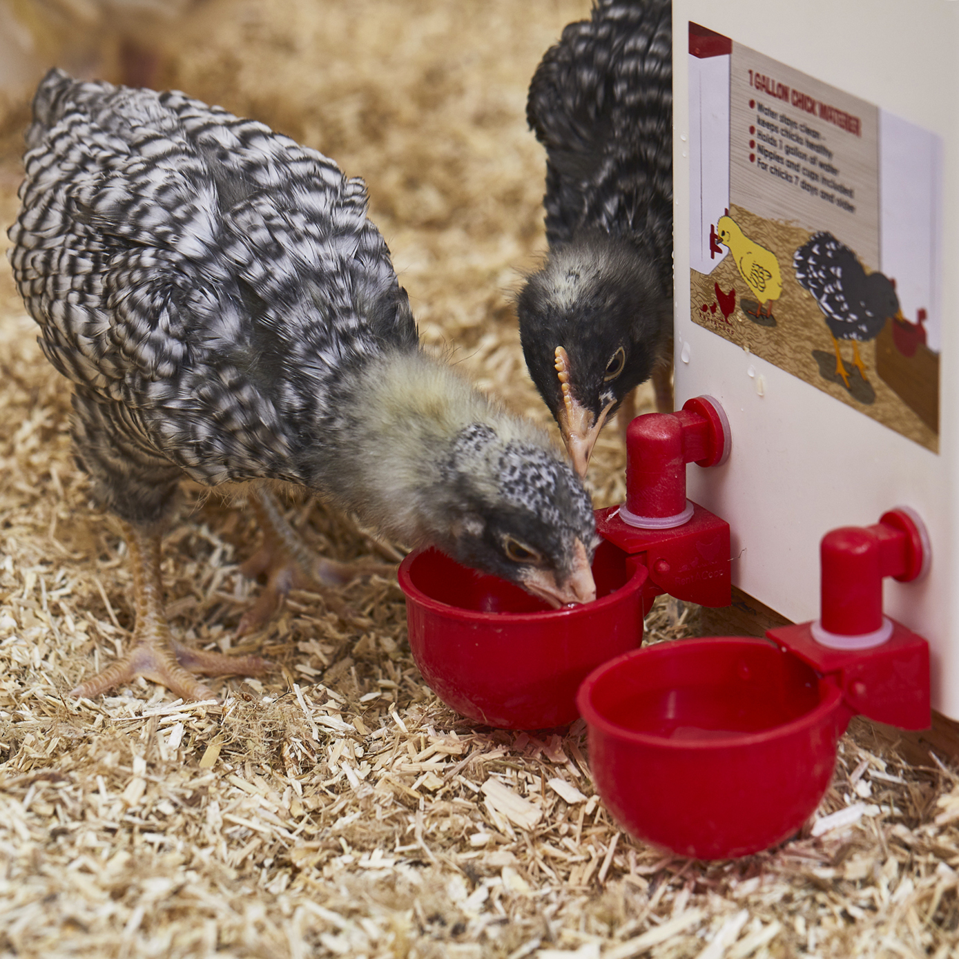 🐔Automatic Chicken Water Cup Bird Coop