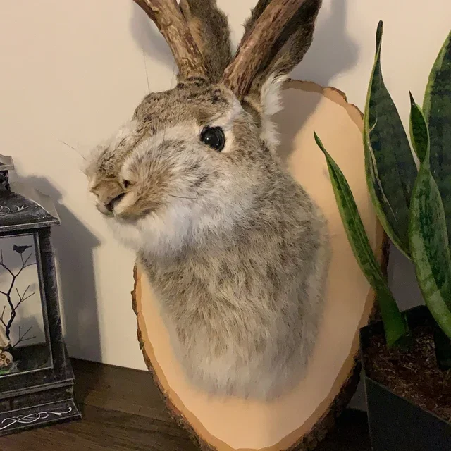 Cute Jackalope🐰