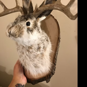 Cute Jackalope🐰
