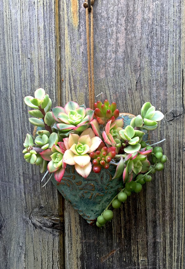 succulent heart planted with Portulacaria afra variegata, Aeonium Kiwi, Sedum rubrotinctum and Senecio rawyeanus