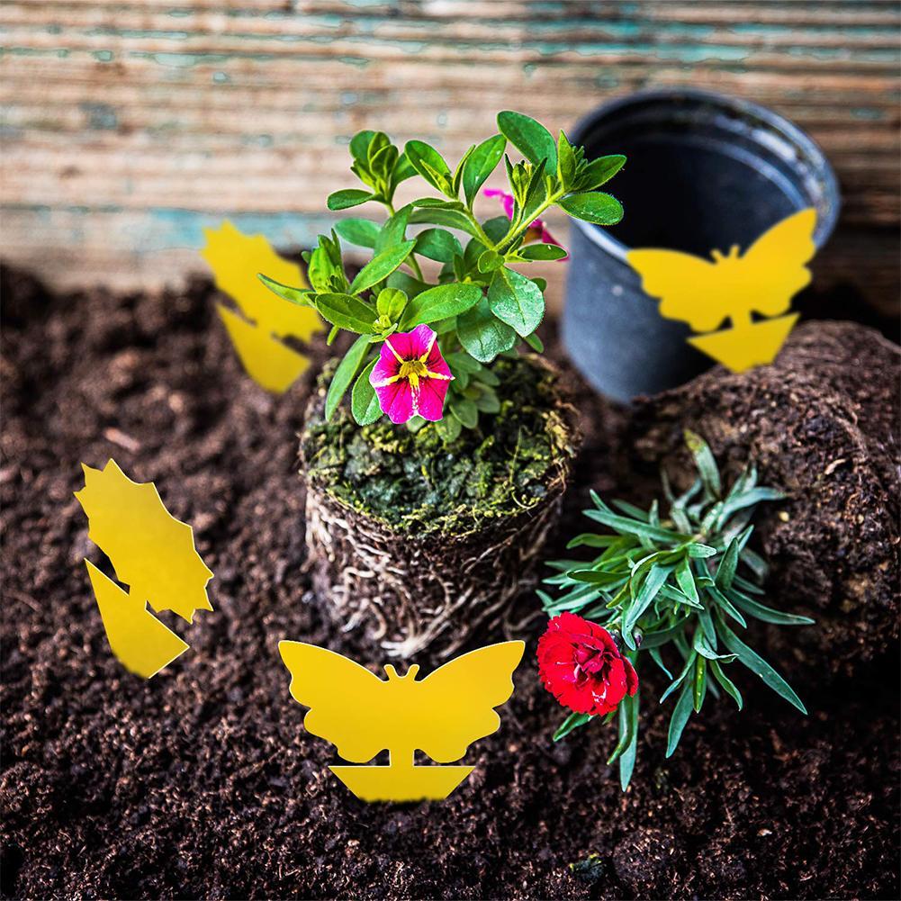 Yellow Sticky Fruit Fly Traps