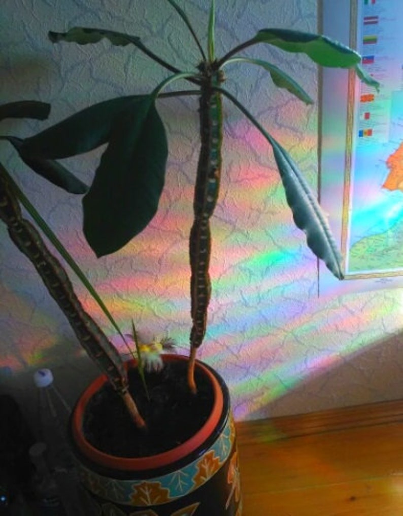 🌈Rainbow Film Anti-light Window Glass Sticker✨