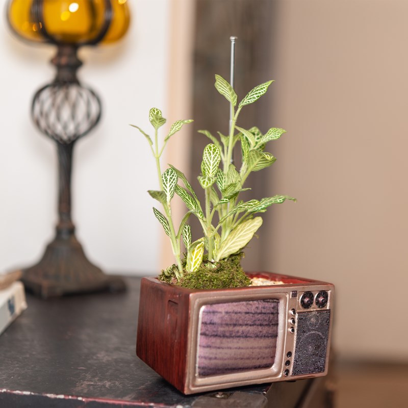 Vintage Creative Flower Pot - The Perfect Home For Small Plants