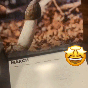 🎅Christmas Funny Calendar Gift🤣