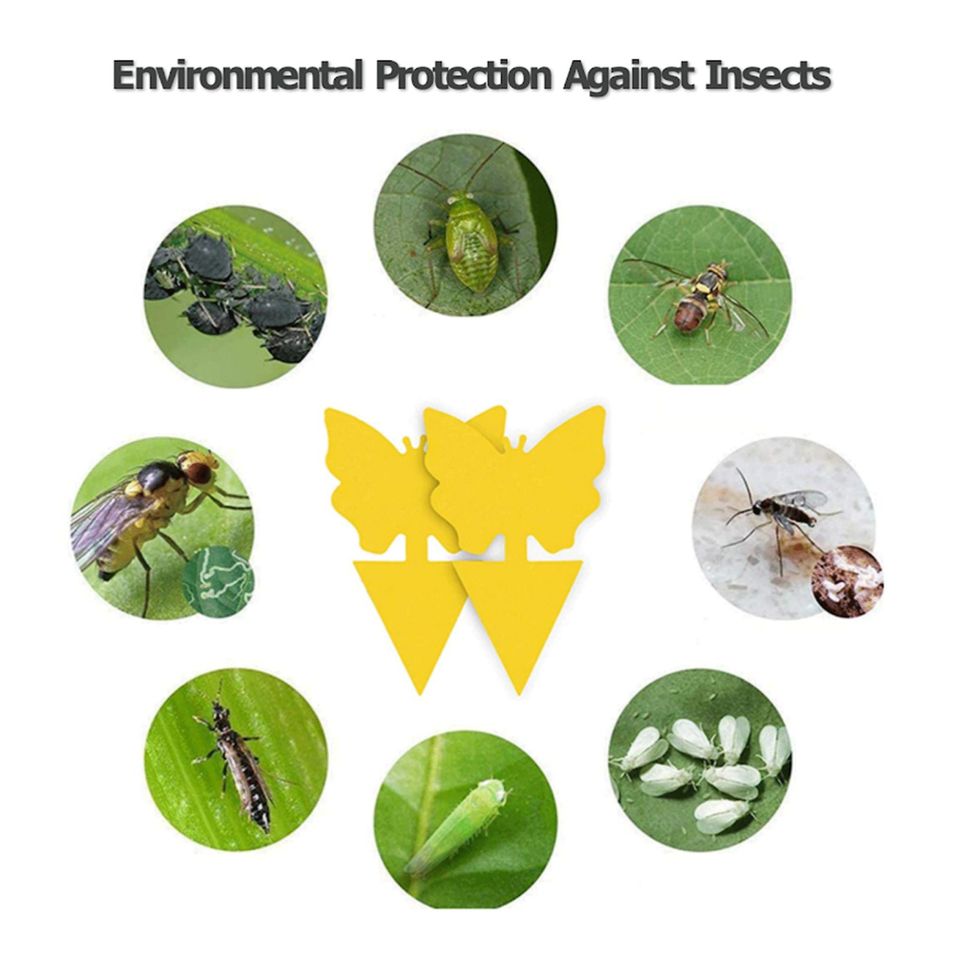 Yellow Sticky Fruit Fly Traps