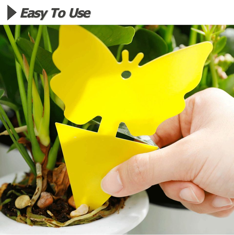 Yellow Sticky Fruit Fly Traps