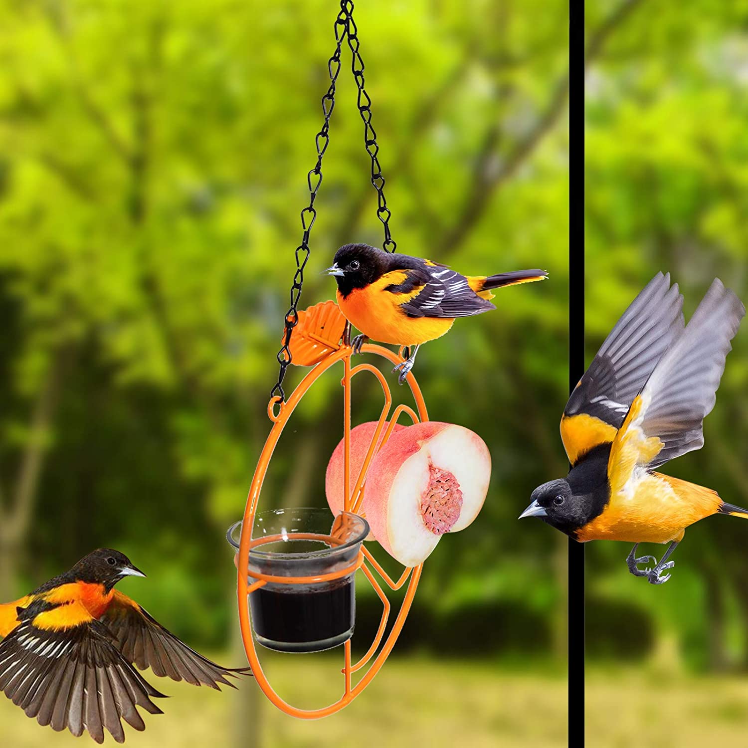 2 in 1 Hanging Clementine Hummingbird Oriole Feeder