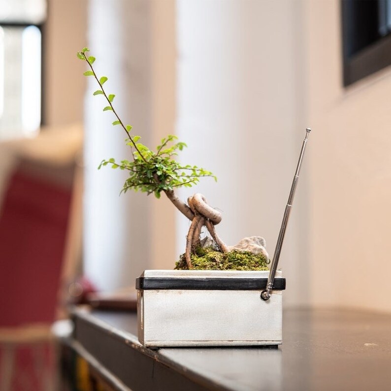 Quirky Tape Recorder Shaped Planter - The Perfect Home For Small Plants