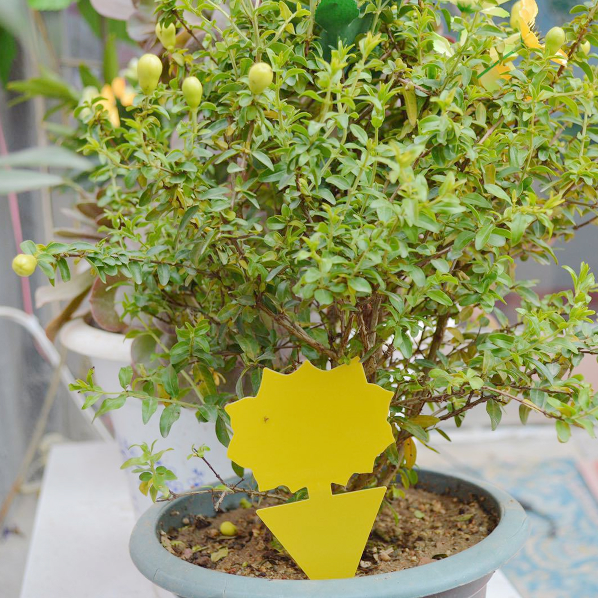 Yellow Sticky Fruit Fly Traps